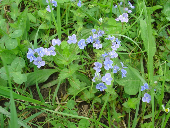 DSC07324 - Flori albastre