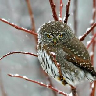 671717_b5ca26aa857a9bd2a490c5024ad1cc83_mdsq - BIRDS