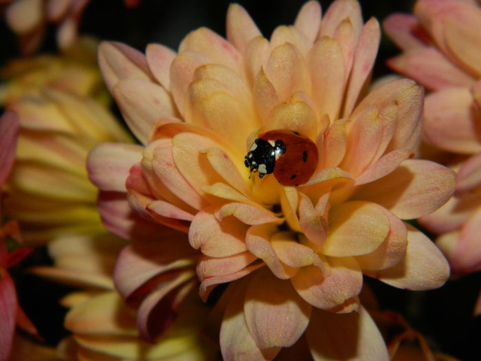 DSCN5077 - 2015_DECEMBRIE