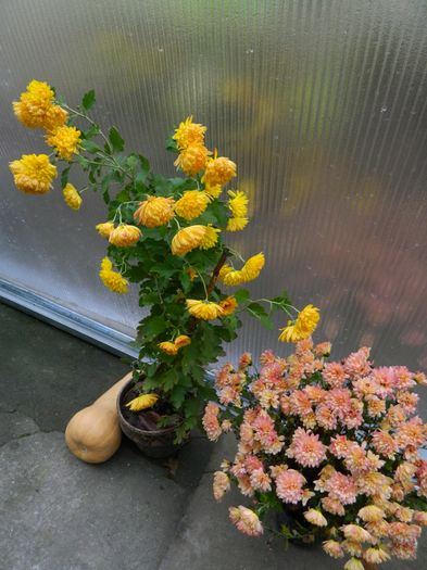 DSCN5078 - 2015_DECEMBRIE