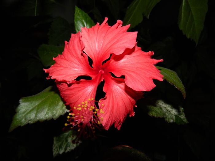 DSCN5082 - 2015_DECEMBRIE