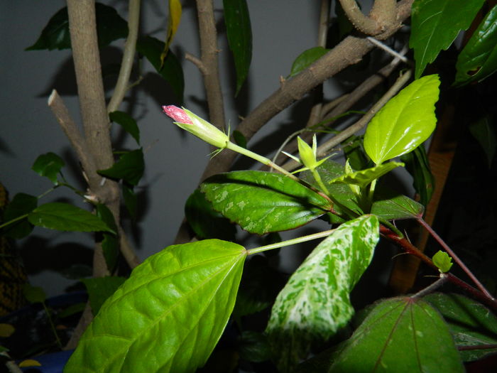 DSCN5085 - 2015_DECEMBRIE