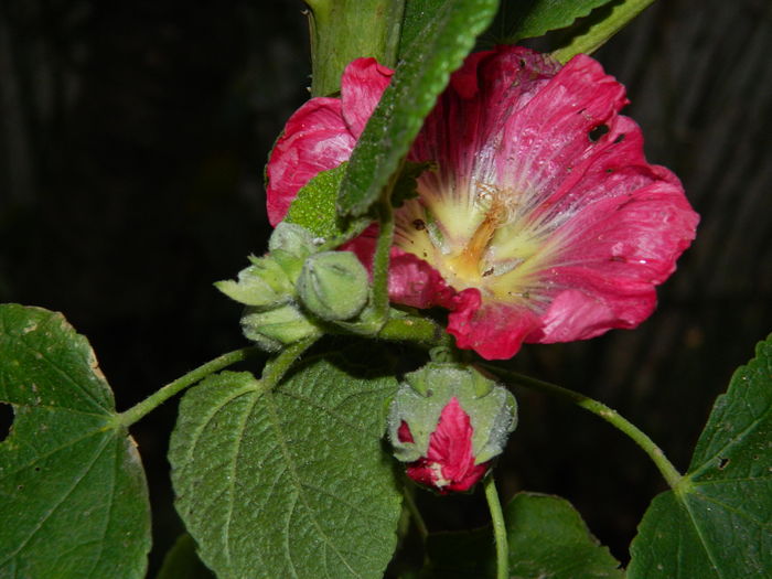 DSCN5114 - 2015_DECEMBRIE