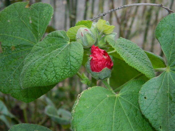 DSCN5116 - 2015_DECEMBRIE