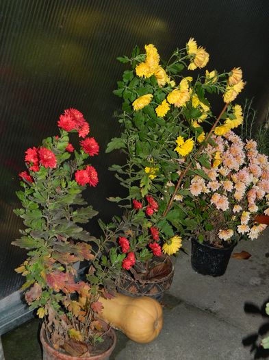 DSCN5128 - 2015_DECEMBRIE