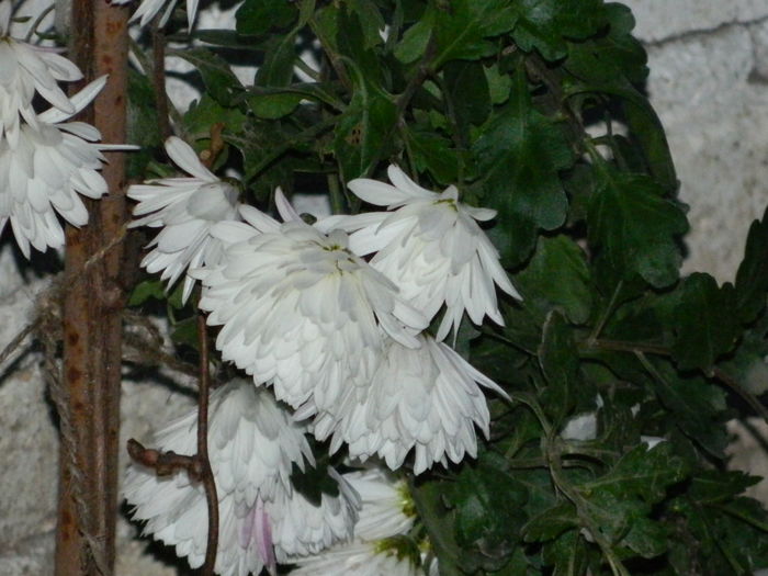 DSCN5143 - 2015_DECEMBRIE
