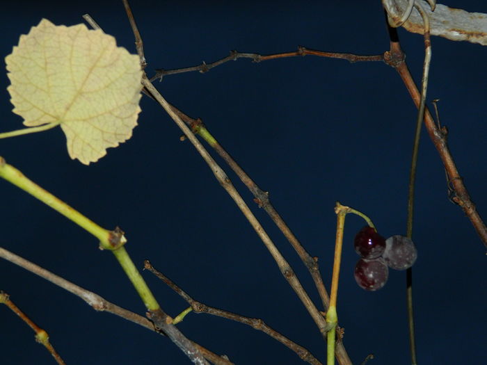 DSCN5161 - 2015_DECEMBRIE