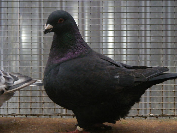 F 2015 vinduta dec.2015