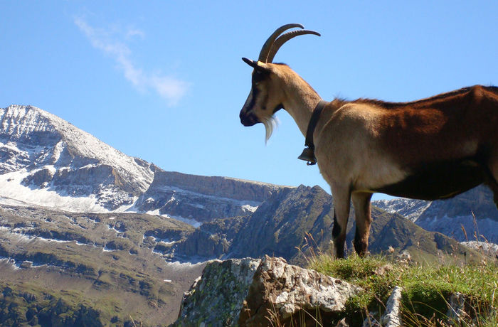 Caprita in varful muntelui