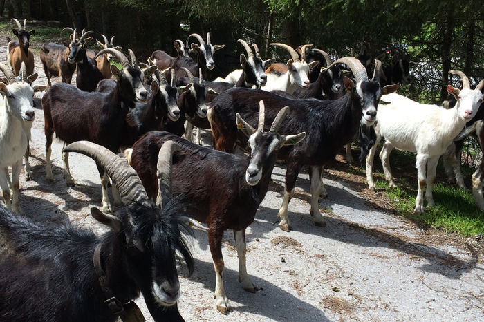 Frumuseti de capre-9g5