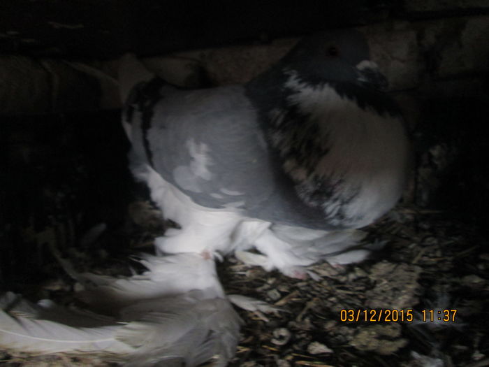 Picture 022 - Matca Gusat de Pomerania pe 2016