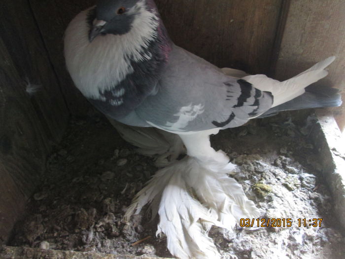 Picture 024 - Matca Gusat de Pomerania pe 2016