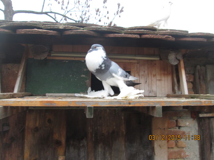 Picture 025 - Matca Gusat de Pomerania pe 2016