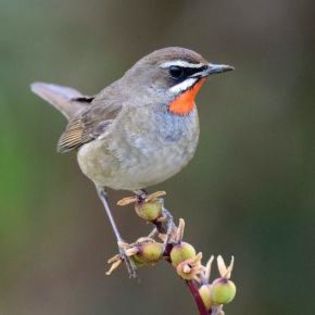 671854_d530a152c64e904b8810b3bd77314230_mdsq - BIRDS