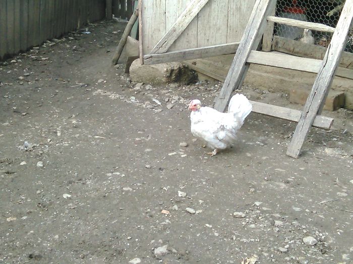 IMG_20151203_155140 - Gaini pitice