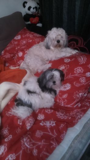 DSC_1283 - Fritz  Bella  Mimi