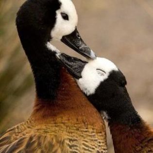 671857_098e9bfe55525a580564263d76ff2b8d_mdsq - BIRDS