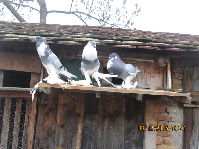 Picture 005