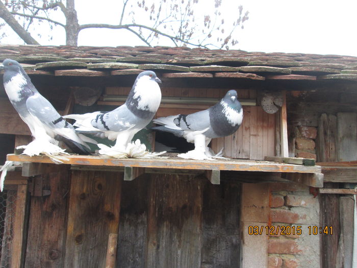 Picture 006
