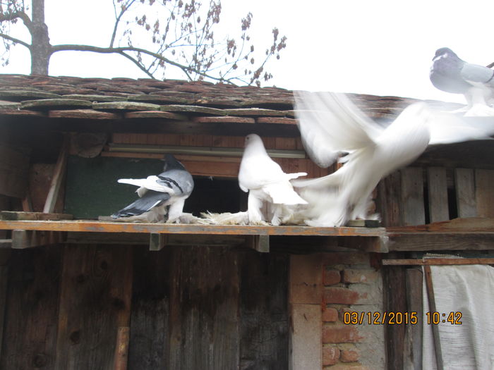 Picture 007