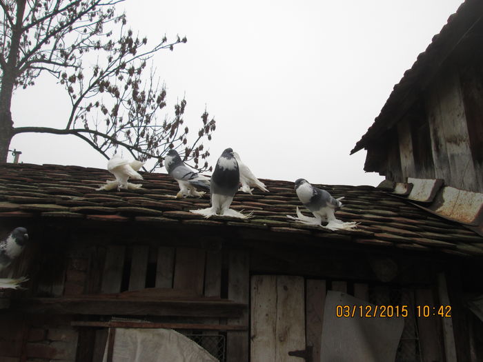 Picture 009
