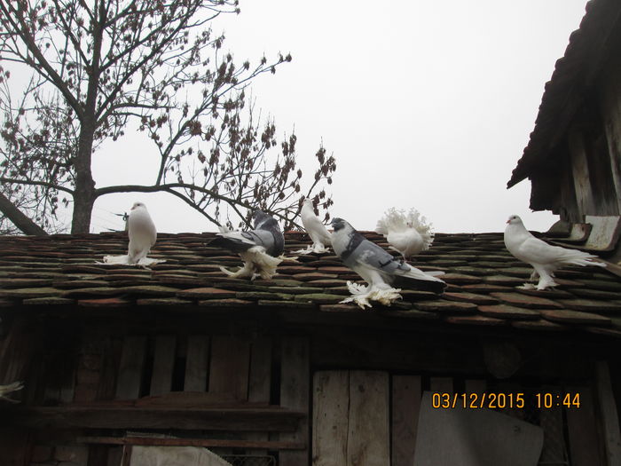 Picture 014