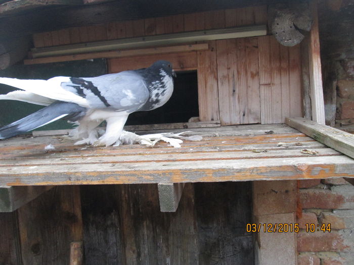Picture 016