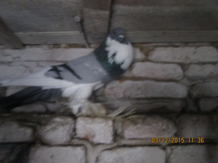 Picture 018