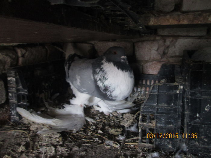 Picture 020