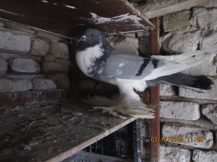 Picture 031