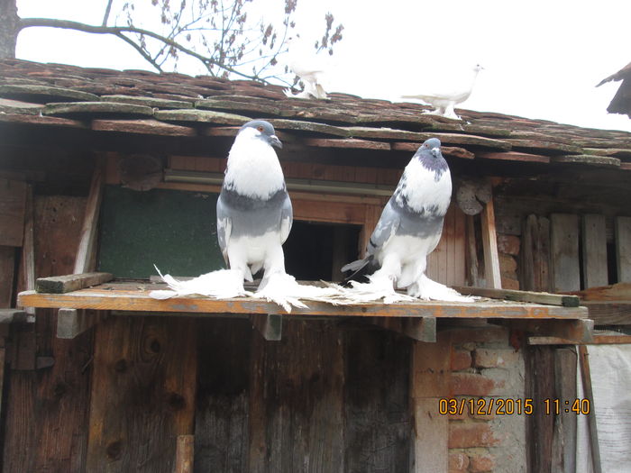 Picture 032