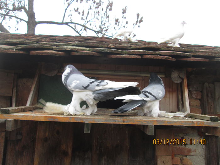 Picture 033