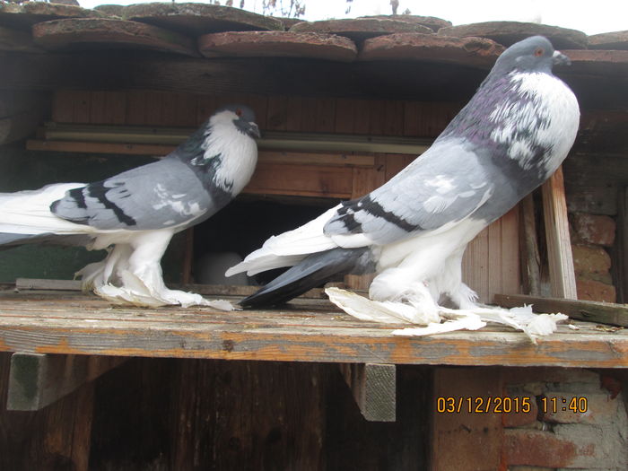 Picture 036