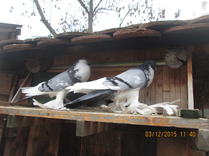 Picture 037