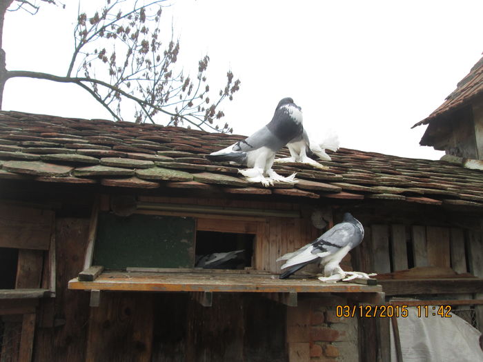 Picture 041