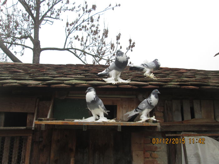 Picture 042