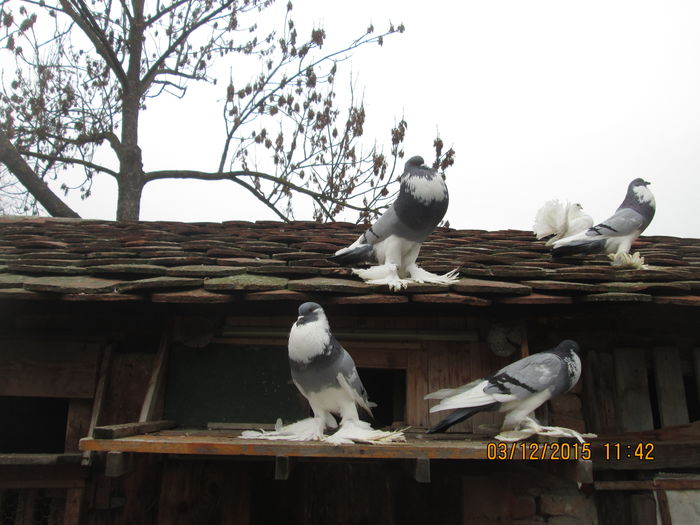 Picture 043