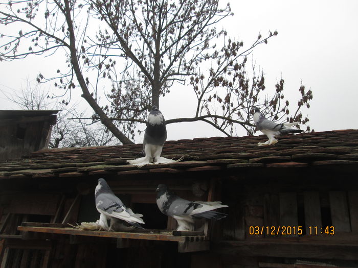 Picture 045