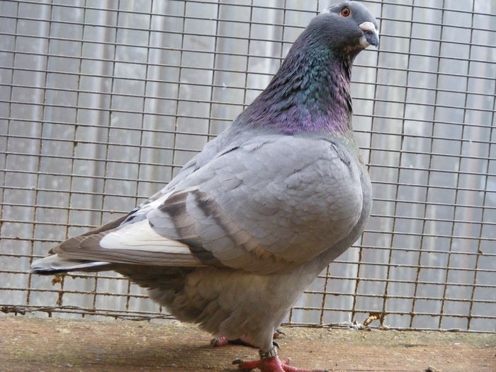 F 2015 vinduta dec.2015