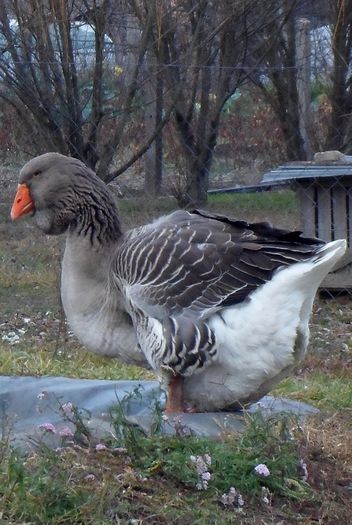 SAM_8510 - Toulouse ganse 2015-16