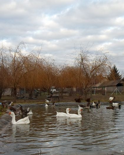 SAM_8508 - Toulouse ganse 2015-16