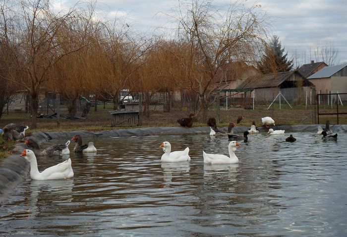 SAM_8509 - Toulouse ganse 2015-16