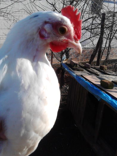 IMG_20151203_132749; 3luni
