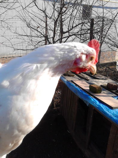 IMG_20151203_132746; nu sta la poza
