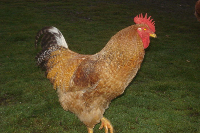 KABIR CRELE REPRODUCTIE NR. 1; COCOS KABIR CRELE NR.1 PENTRU REPRODUCTIE 2016
