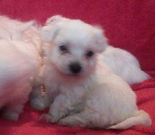 Bichon Maltese - Bichon Maltese