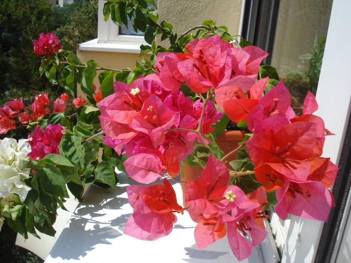 Rosu corai - BOUGAINVILLEA