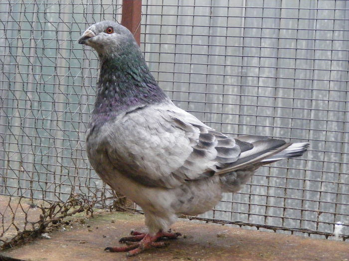 M 2015 vindut dec.2015