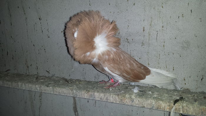 20151204_124651 - PORUMBEI VANDUTI