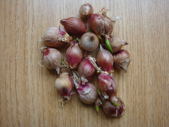 Allium × proliferum (Moench) Schrad. ex Willd. 1809. - Allium proliferum